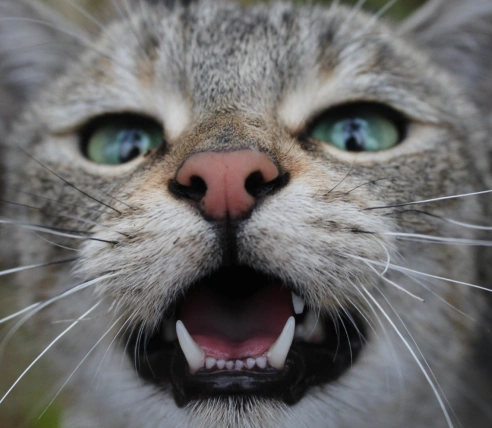 Why Choose Us for Your Dog's Dental Needs?