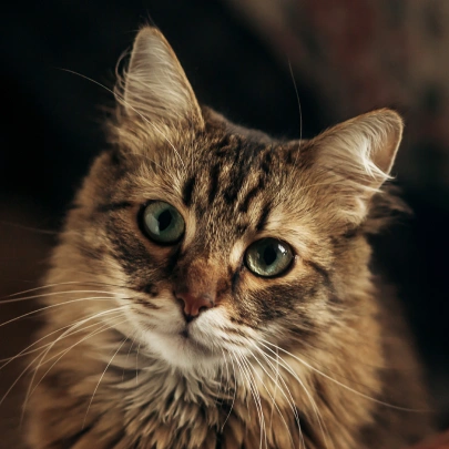Cat Diagnostic Care