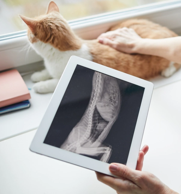 Cat Diagnostic Care