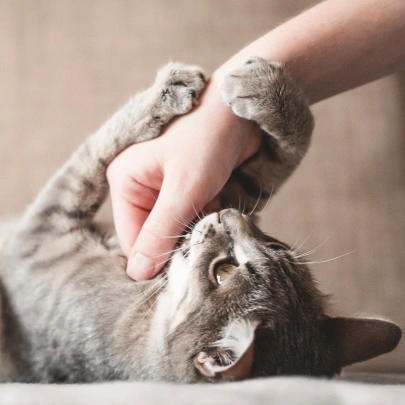 Cat Preventative Care