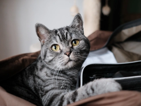 At-Home Care Tips for Your Cat’s Health