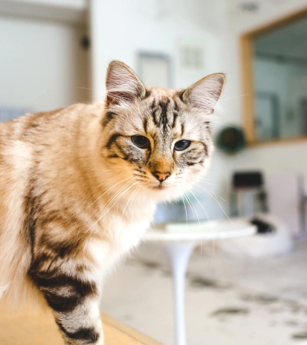 Cat Preventative Care