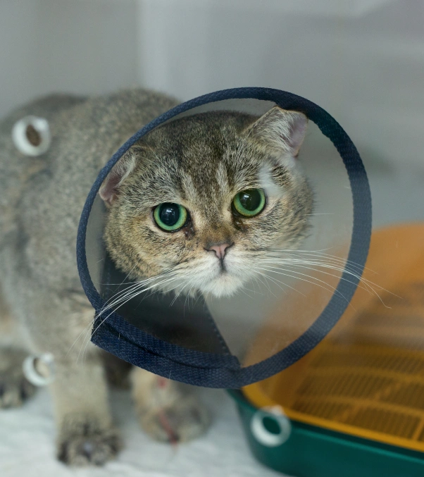Cat Soft Tissue Surgery