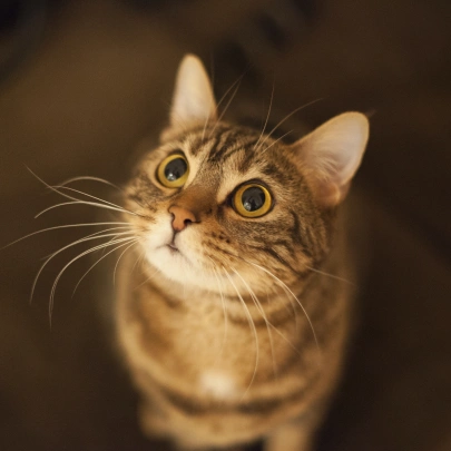 Cat Soft Tissue Surgery