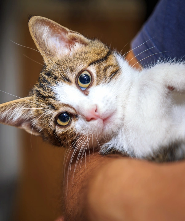 Cat Specialty Services