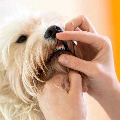 Dog Dental Services