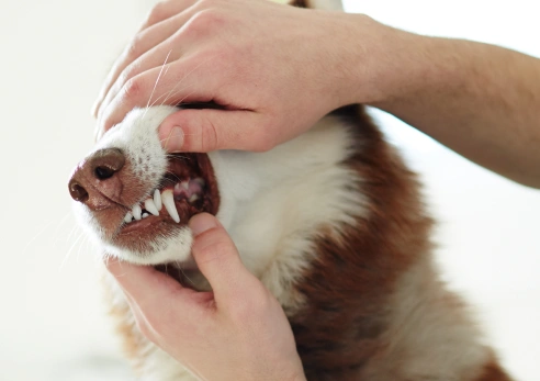 Why Choose Us for Your Dog's Dental Needs?