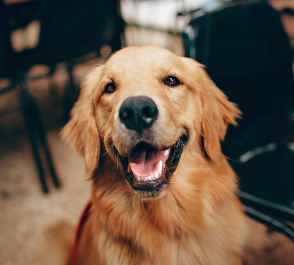 Dog Dental Services