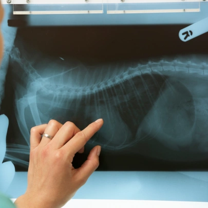 Dog Diagnostic Care