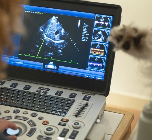 The Dog Diagnostic Care Process