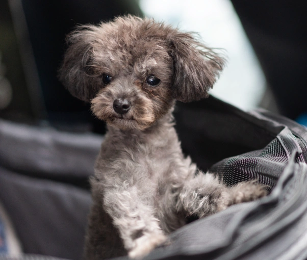 Dog Preventative Care
