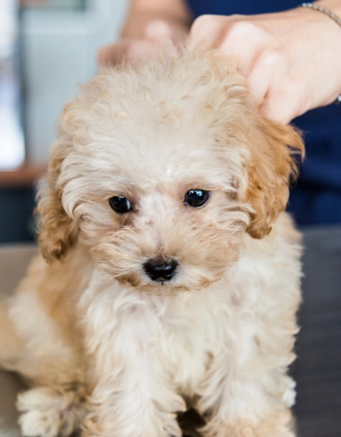 At-Home Care and Tips for Your Dog