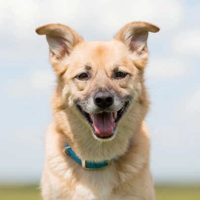 Dog Preventative Care