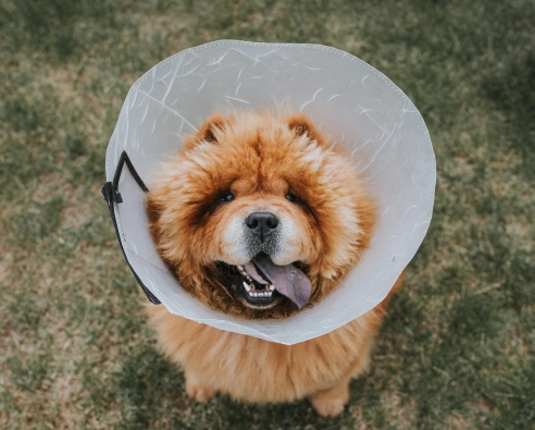 Trust Us for Elaborate Dog Soft Tissue Surgery