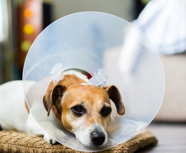 Dog Soft Tissue Surgery