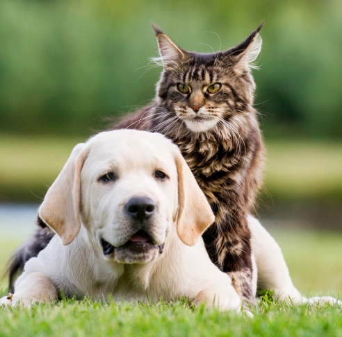 Give Your Dog the Best Specialized Care