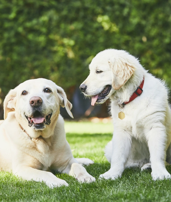 Dog Specialty Services