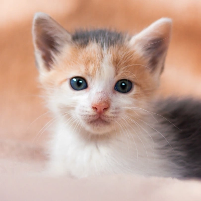 Kitten  Care