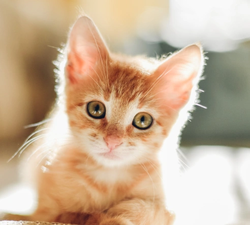 Start Your Kitten’s Journey With the Right Care