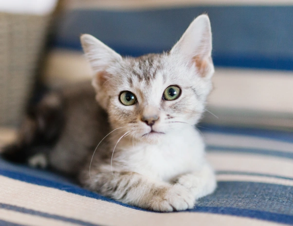 Kitten Care