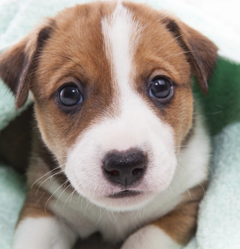 Common Health Issues in Puppies and How We Can Help