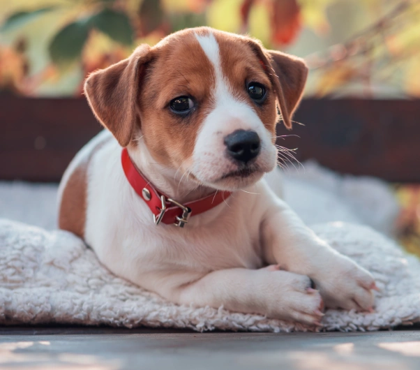 Puppy Care