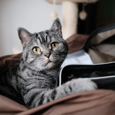 Senior CAt Care
