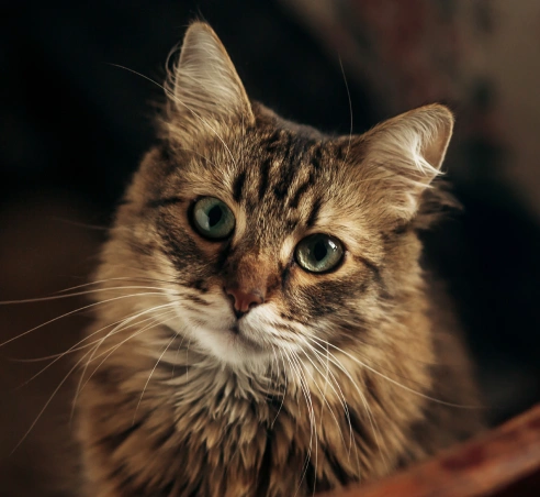Prioritize Your Senior Cat’s Health Today