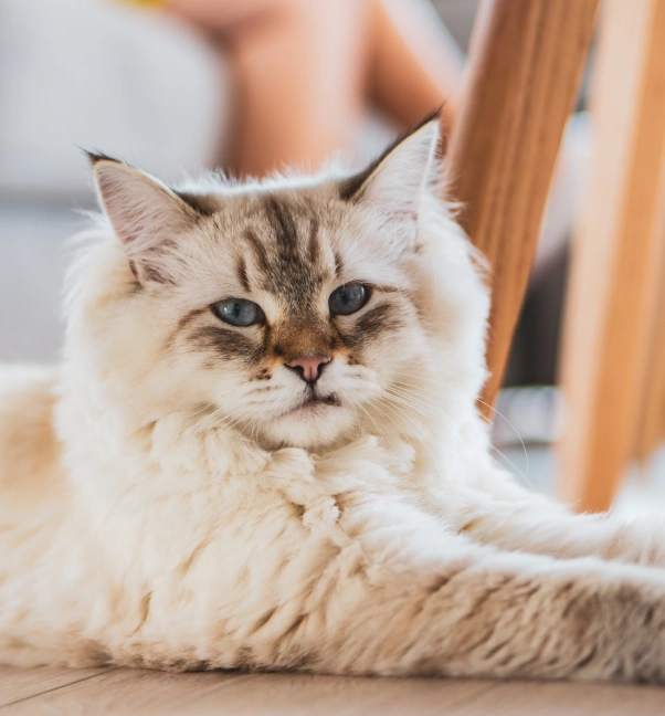 Senior Cat Care