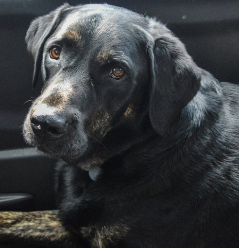 Pain Management and Mobility Support for Senior Dogs