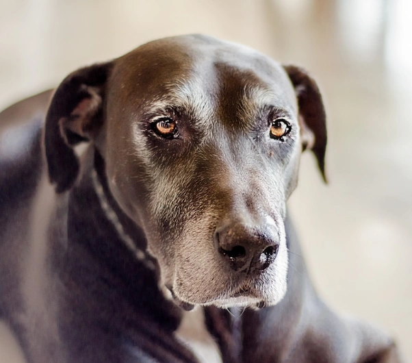 Senior Dog Care