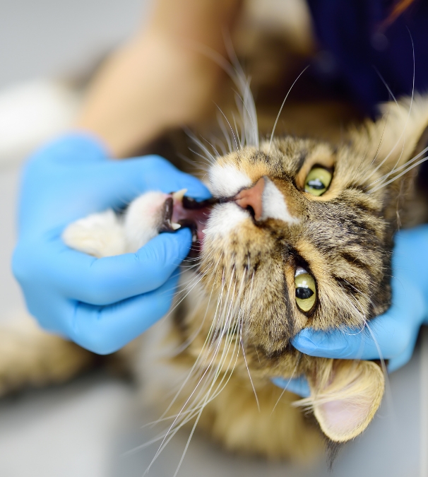 Cat Dental Services