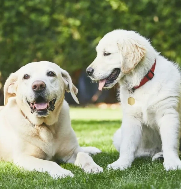 Two happy cream-colored dogs, one lying down and one sitting with a red collar, together on a grassy lawn