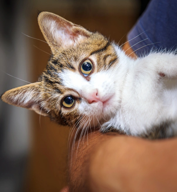 Close-up of a tabby-and-white cat lying sideways in a person's arms, looking up at the camera.